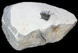 Undescribed Odontopleurid (aff Laethoprusia) Trilobite #39793-4